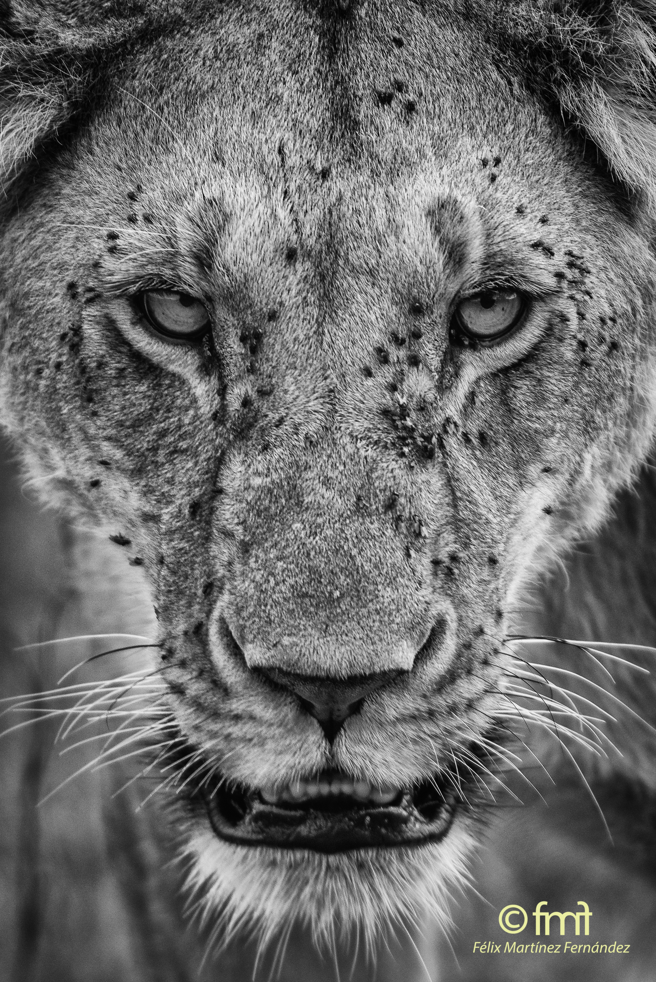 Masai Mara