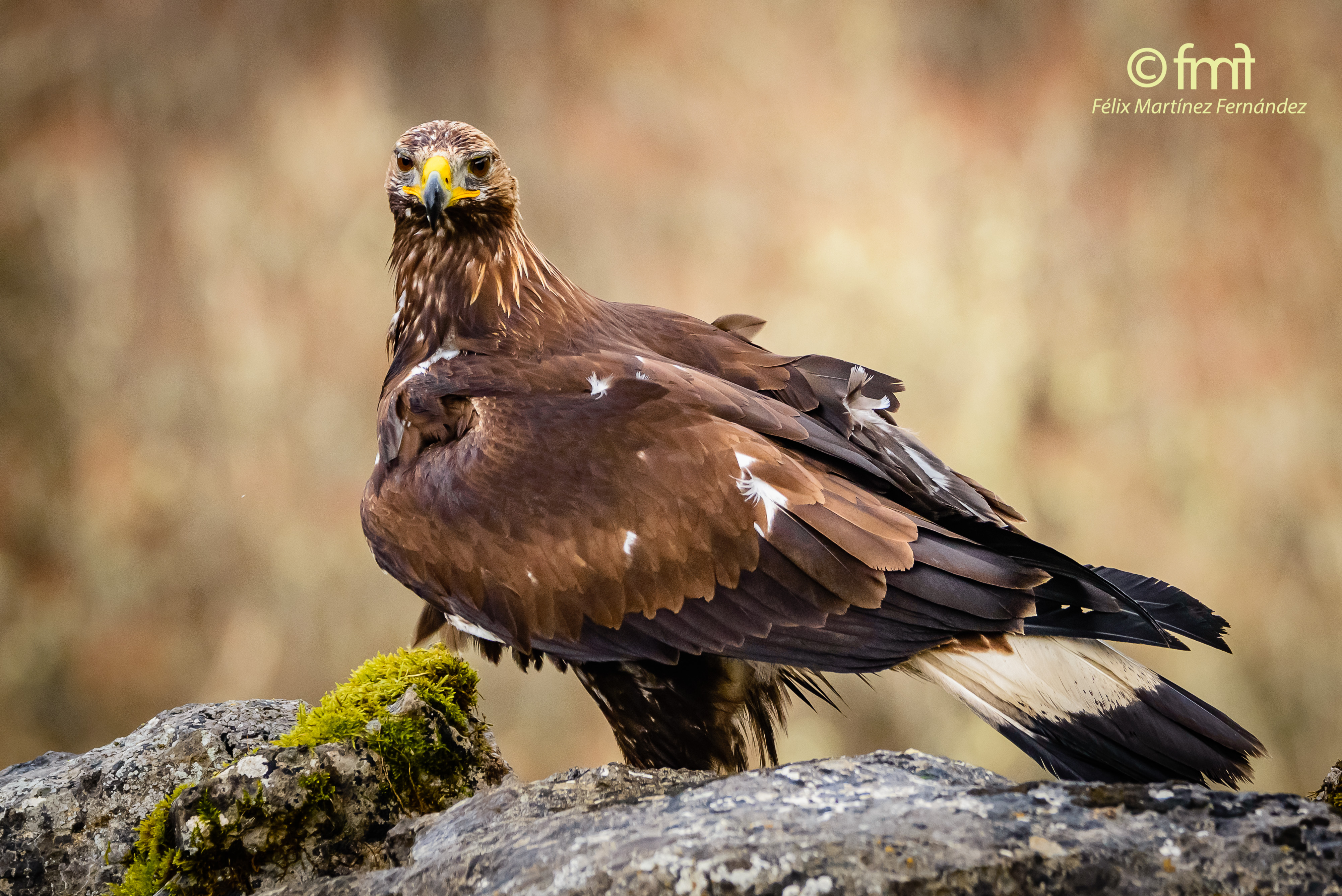 Aves